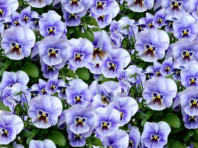 Powder Blue Petal Paper