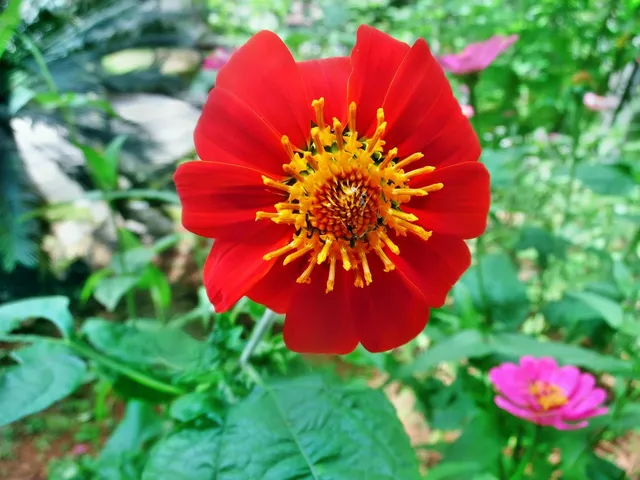 Mexican Sunflower Seed Paper