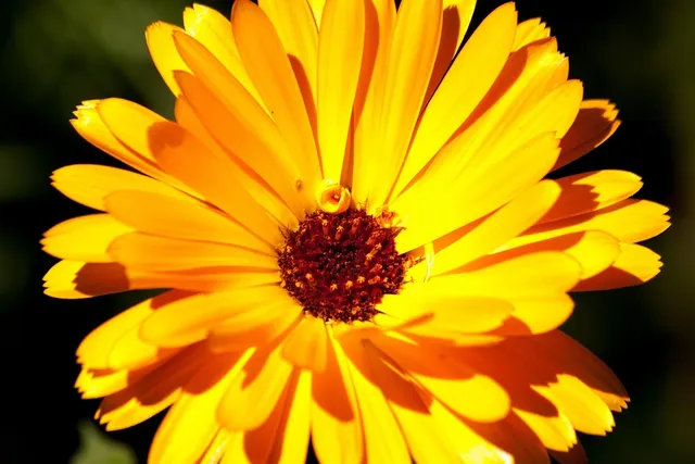 Marigold Sparky | Seed Paper