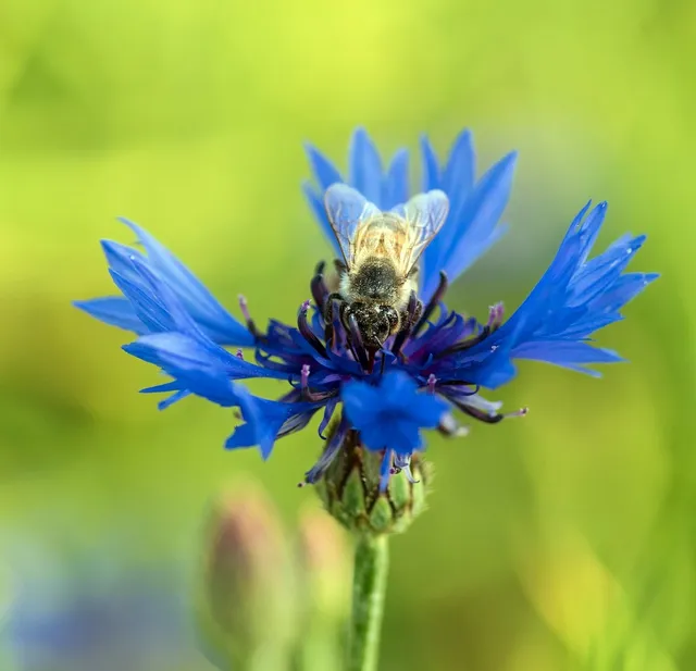 Blue Cornflower Seed Paper