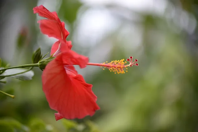 Red Rose Paper