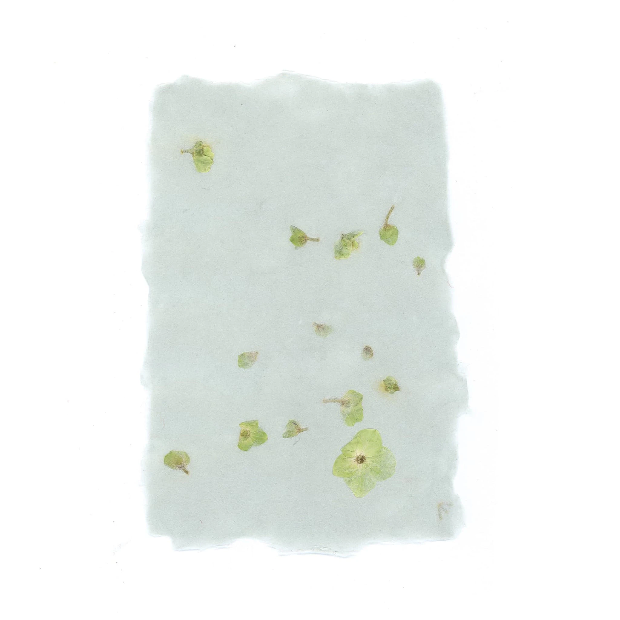 Powder Blue Petal Paper
