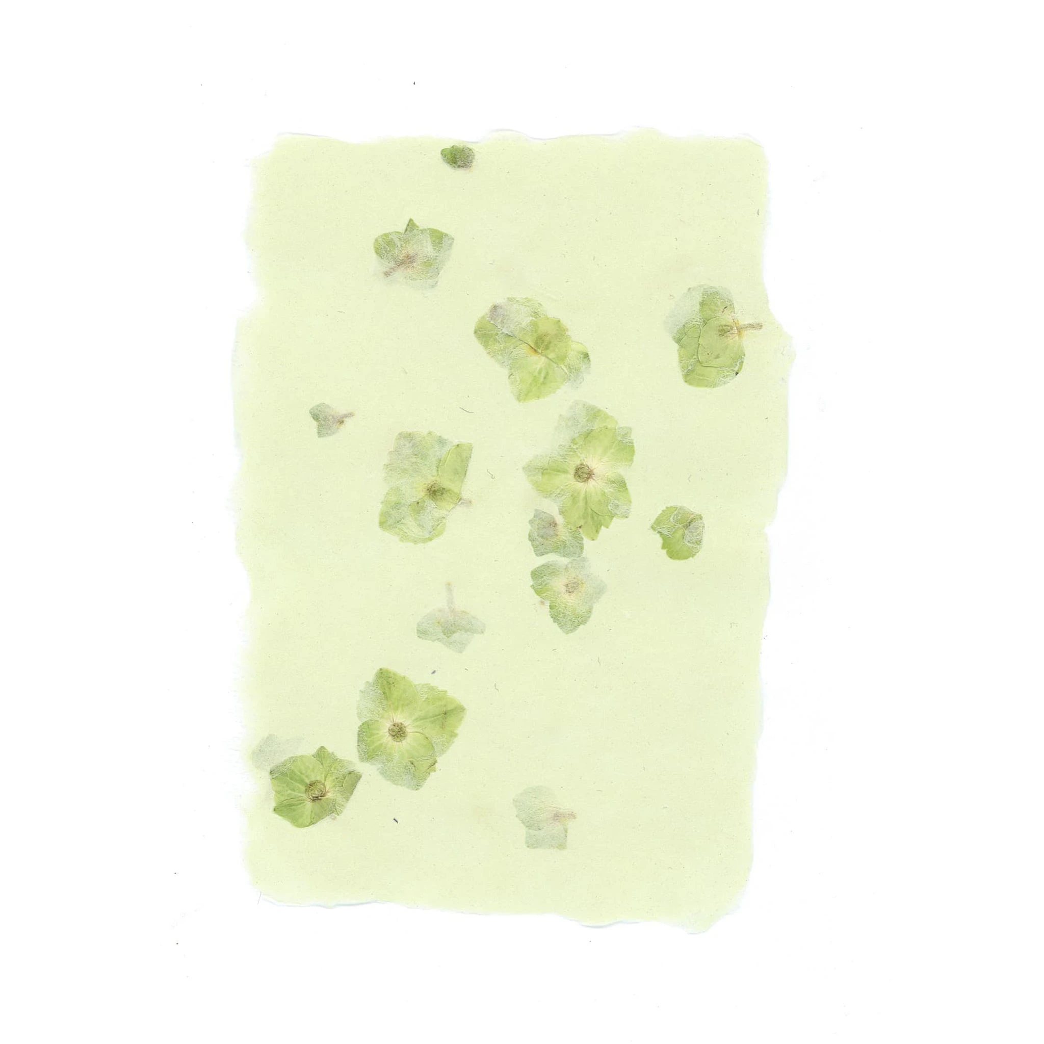 Sea Foam Petal Paper